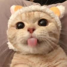 مہوش ایاز avatar