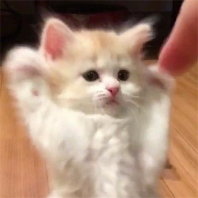 شاہد علی avatar